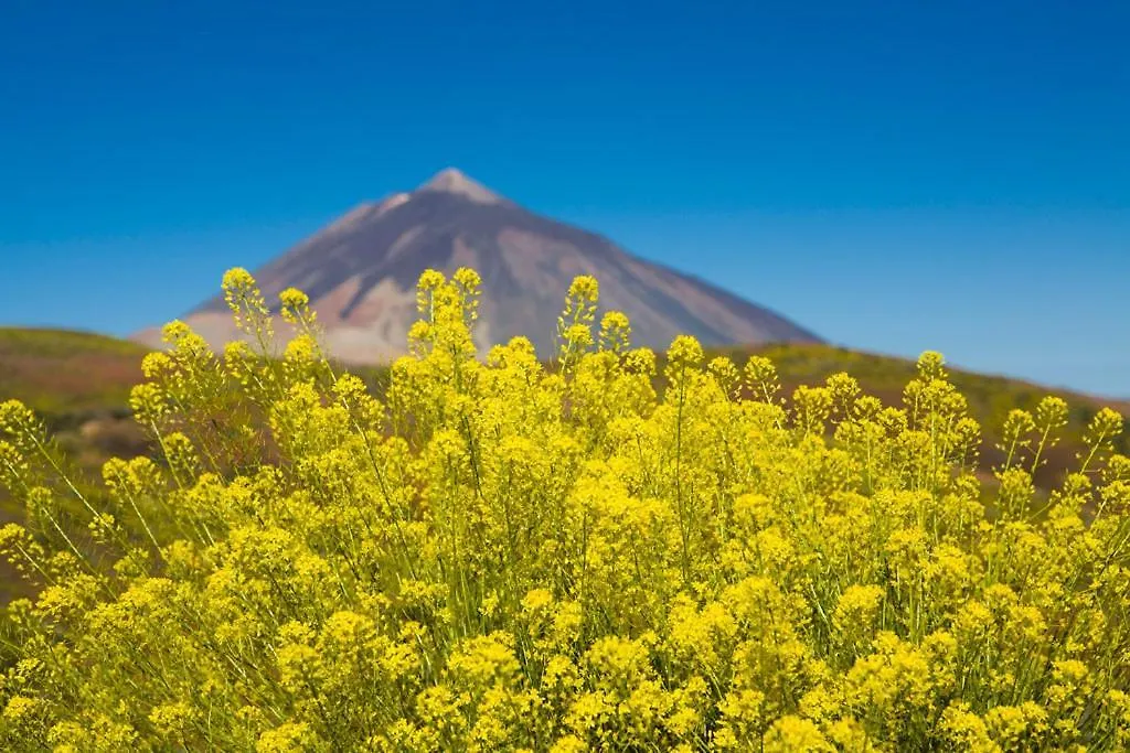Bella Home Garachico  Garachico (Tenerife)